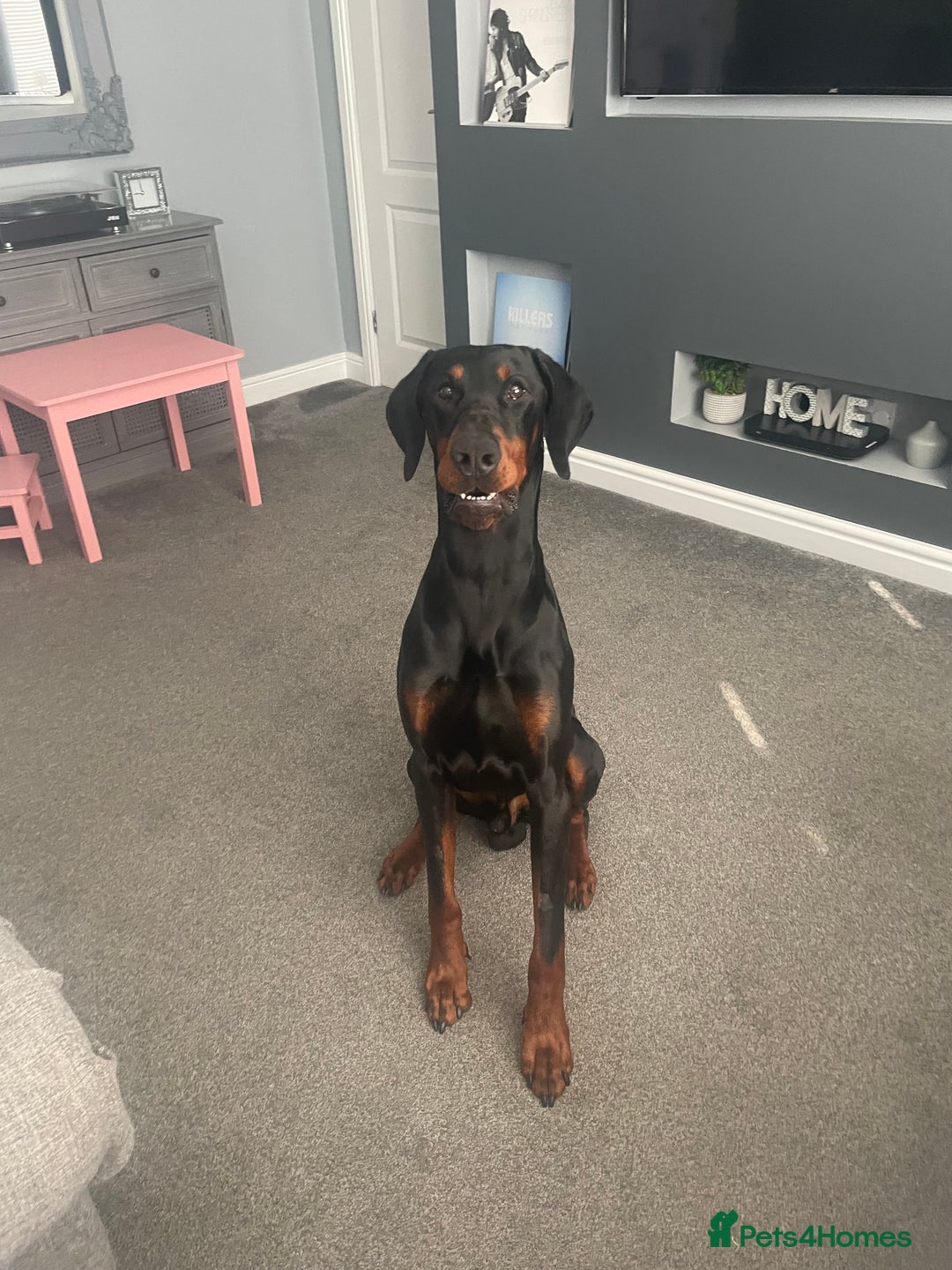Dobermann dogs for stud: Stud duties only in Bridgend - Image 13