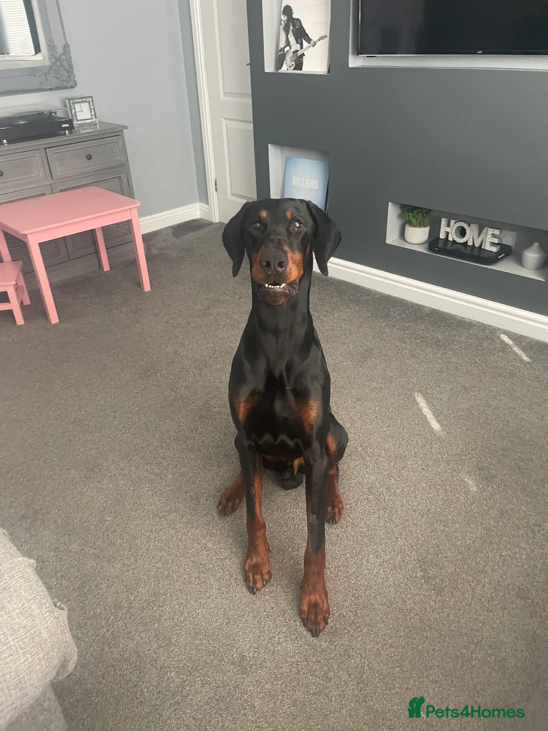 Dobermann dogs for stud: Stud duties only in Bridgend - Advert 13