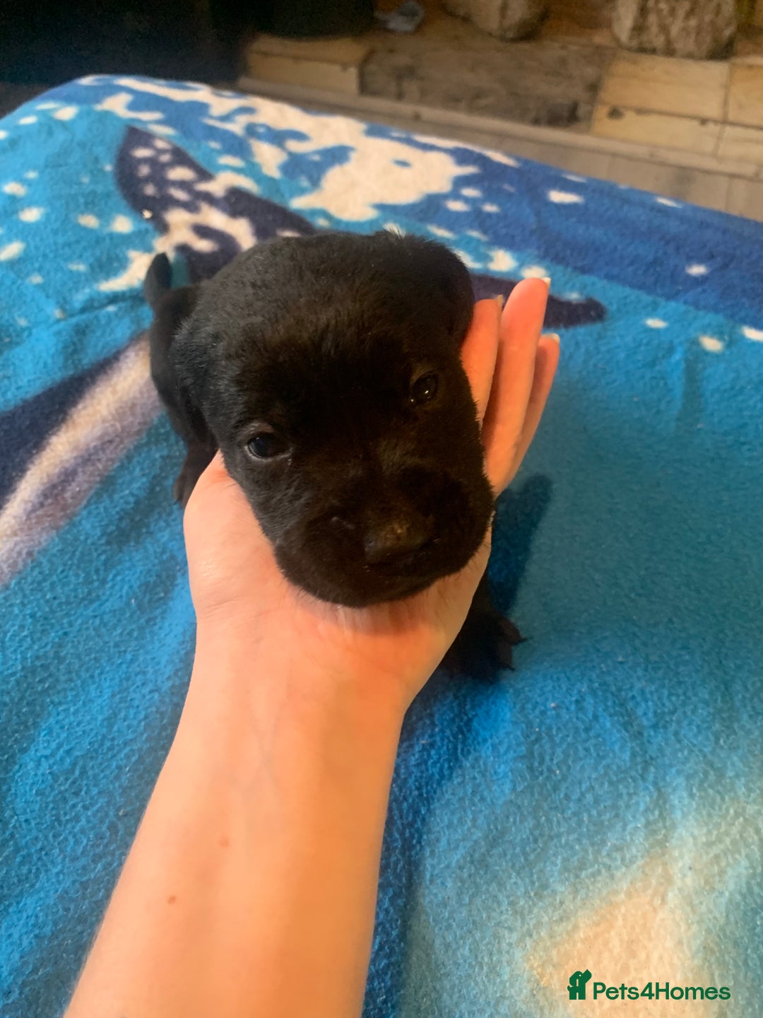 Labrador Retriever dogs for sale: Labrador puppys - Image 38