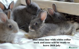 Netherland Dwarf rabbits for sale: pure bred netherland dwarf new litter - Image 14