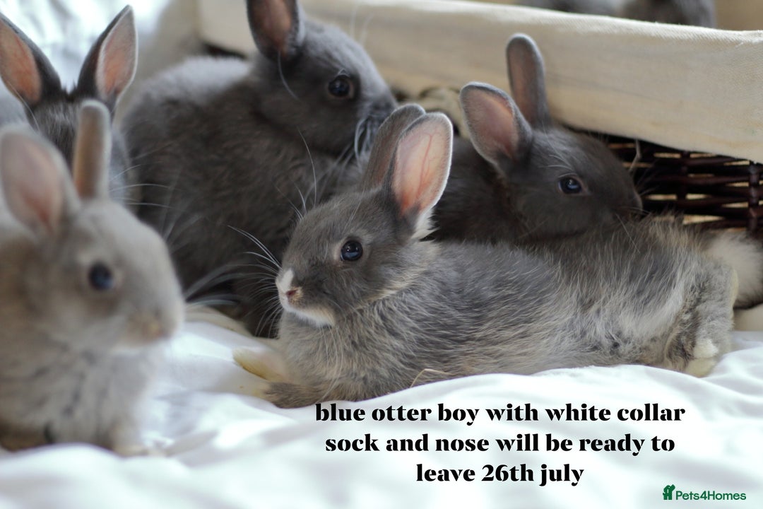 Netherland Dwarf rabbits for sale: pure bred netherland dwarf new litter - Image 14