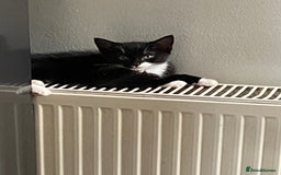 Mixed Breed cats for sale: Beautiful Mixed breed kittens need new homes - Image 4