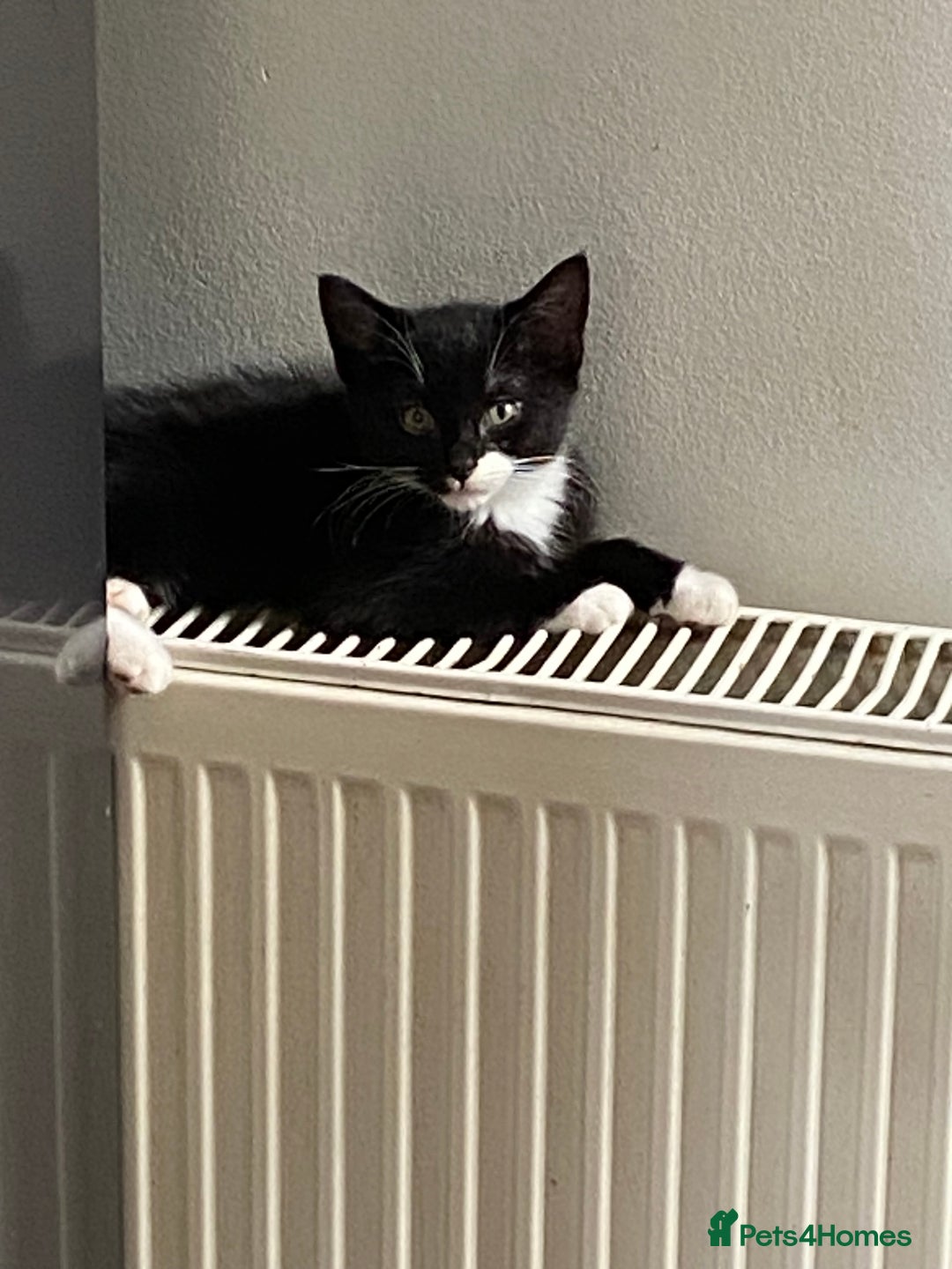 Mixed Breed cats for sale: Beautiful Mixed breed kittens need new homes - Image 4