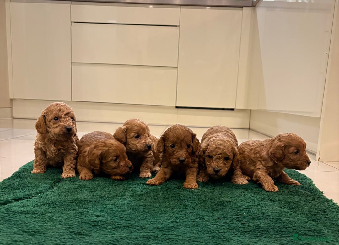 Cockapoo dogs for sale: Beautiful fox red cockapoo puppies - Advert 9