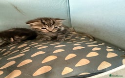 Mixed Breed cats for sale: Lovely mixed breed Kitrens for sale.  - Image 11