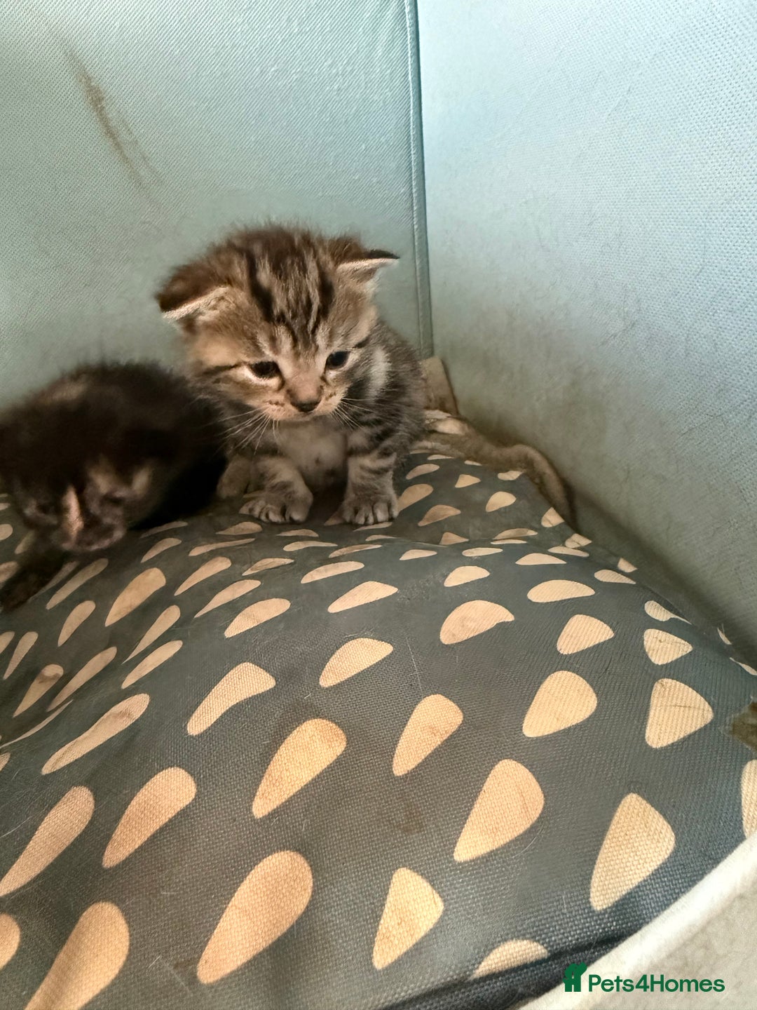 Mixed Breed cats for sale: Lovely mixed breed Kitrens for sale.  - Image 11