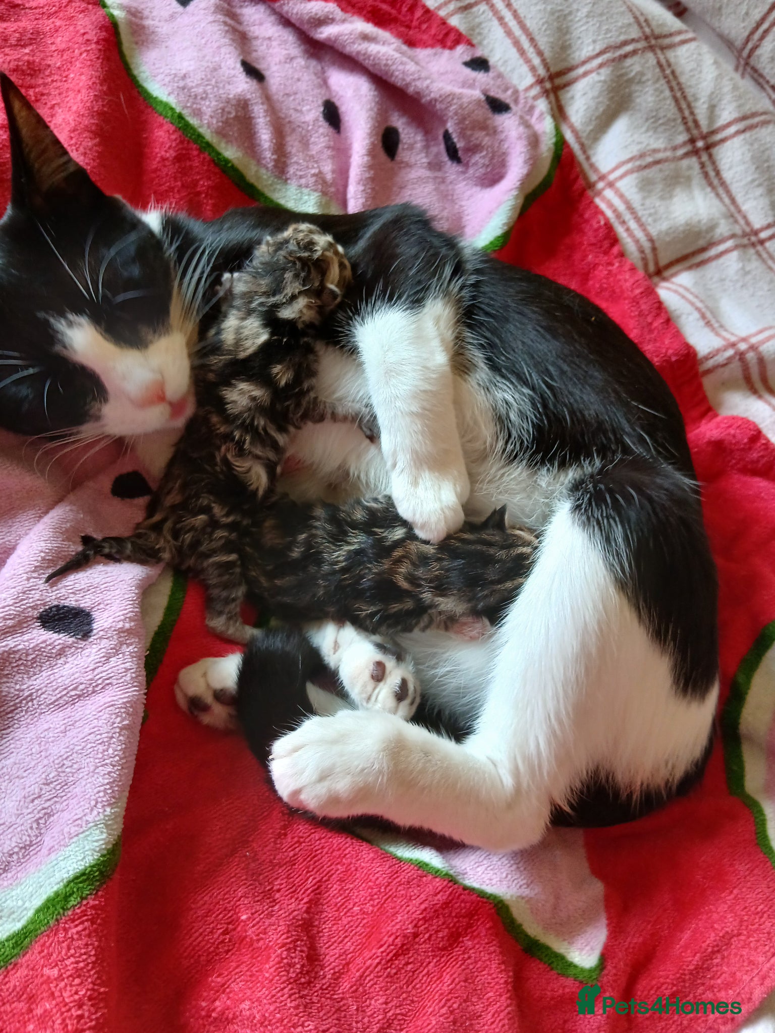 Mixed Breed cats Beautiful kittens looking for there forever home - Advert 1