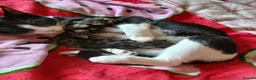 Mixed Breed cats for sale: Beautiful kittens looking for there forever home - Advert 1