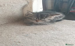 Ragdoll cats for sale: Ragdoll x tabby kittens - Image 24