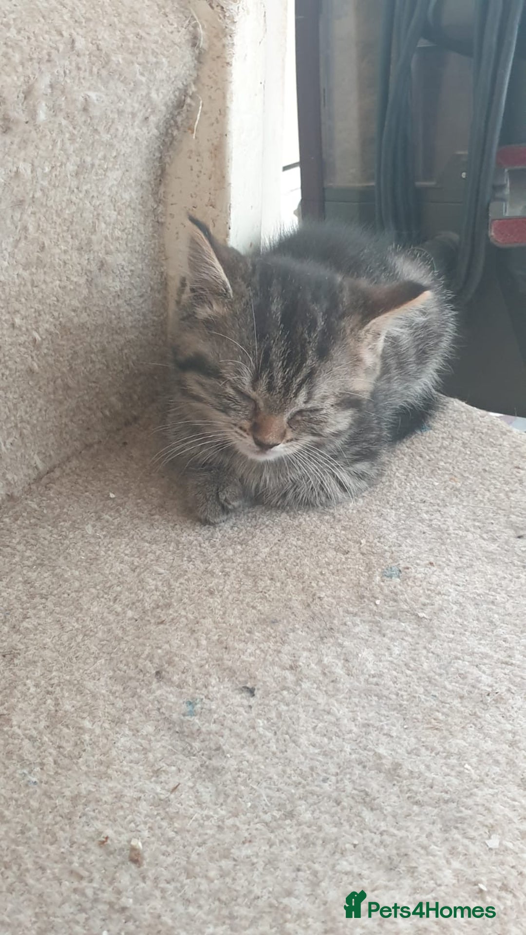 Ragdoll cats for sale: Ragdoll x tabby kittens - Image 24