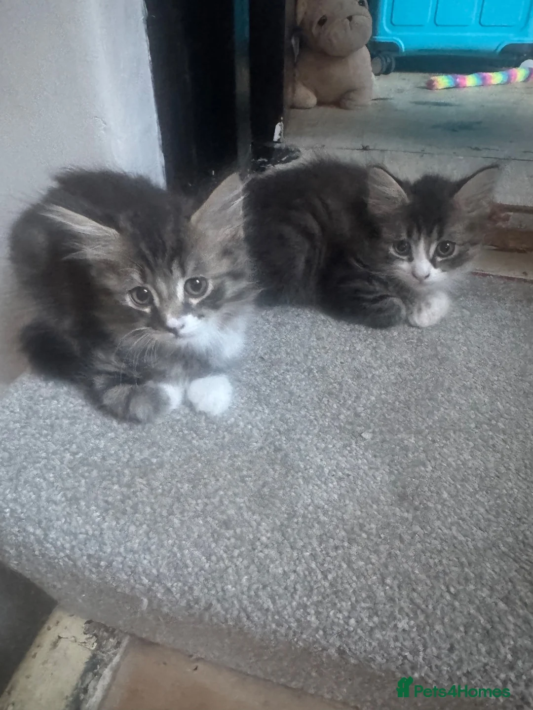 Mixed Breed cats for sale: British Shorthair X - Advert 14