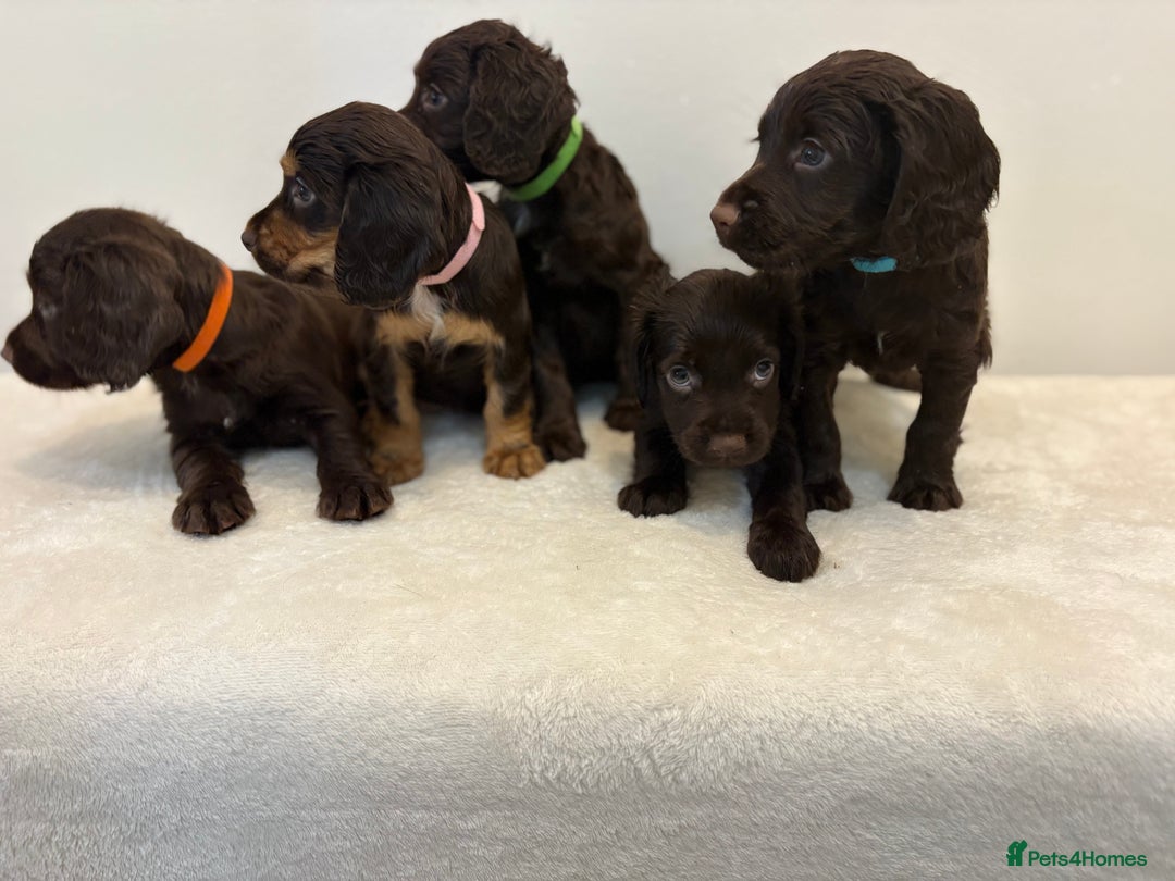 Cocker Spaniel dogs for sale: Gorgeous Full Cocker Spaniel Pups  - Image 2