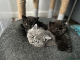 British Shorthair cats BeautifulGCCF Registered British Shorthair Kittens - Advert 16