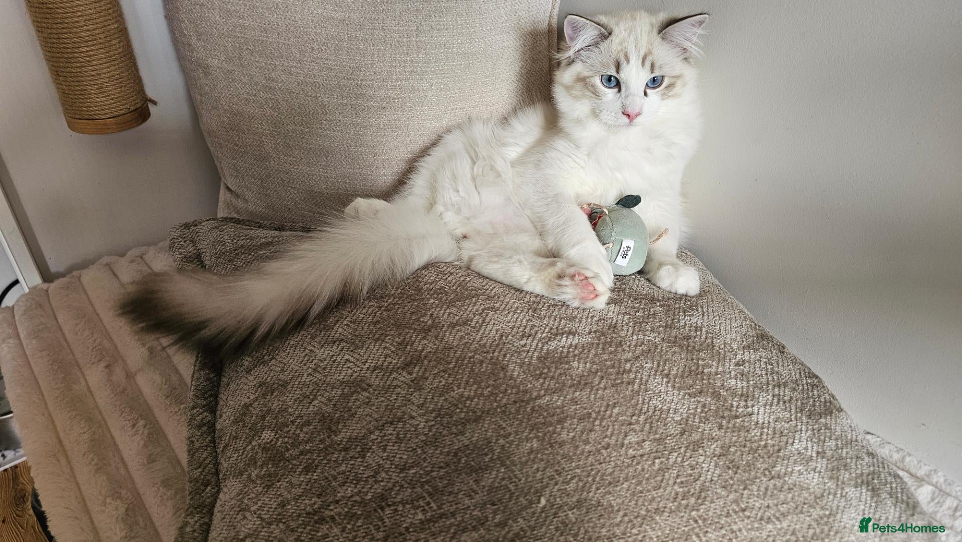Ragdoll cats LAST STUNNING BOY LEFT  - Advert 1
