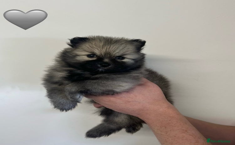 Pomeranian dogs - Advert 8
