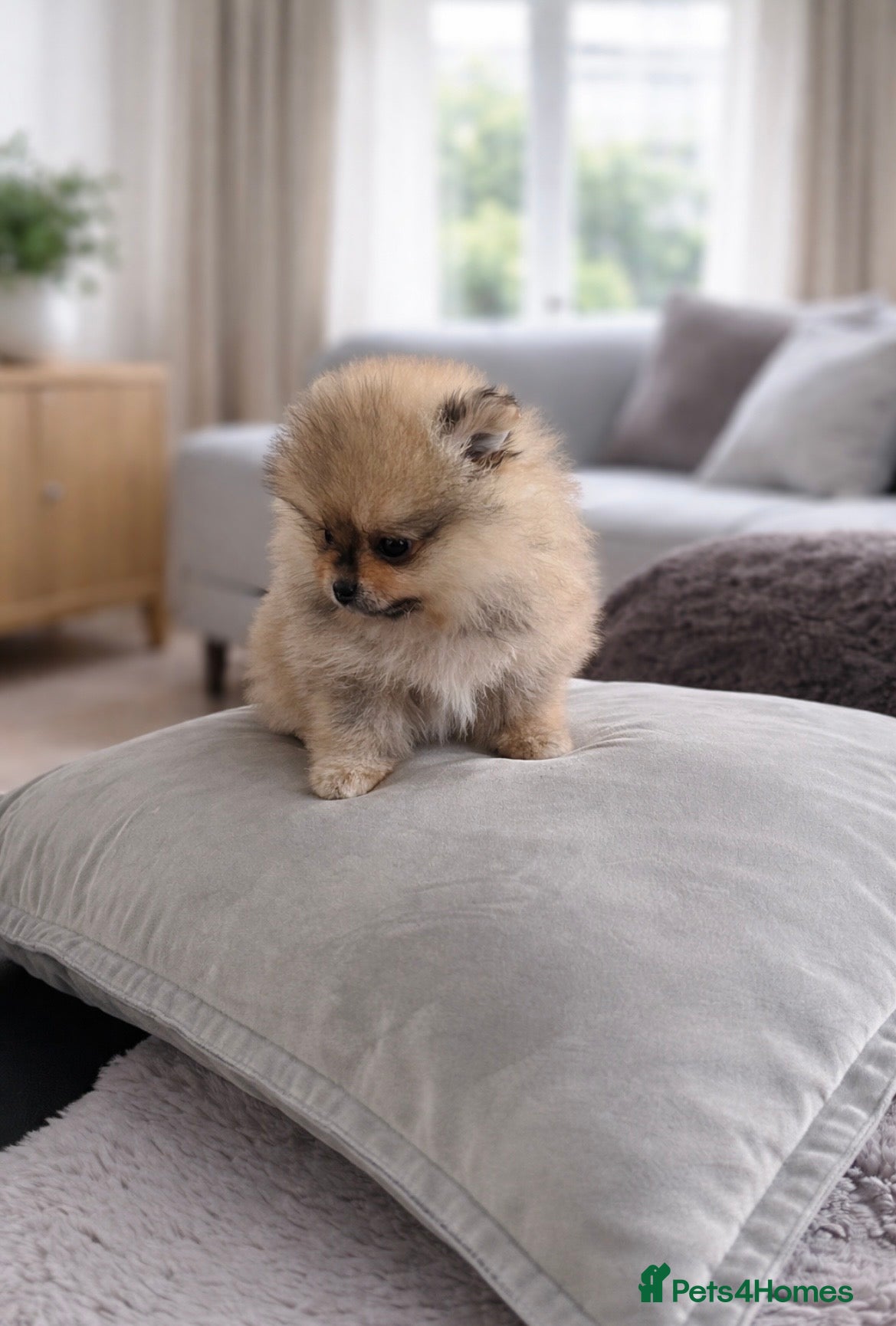 Pomeranian dogs Top Quality 🐻 Teddy Faced  - Advert 8