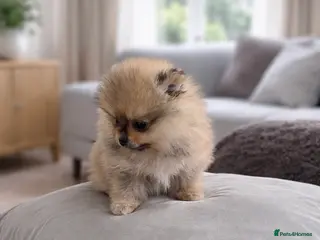 Pomeranian dogs Top Quality 🐻 Teddy Faced - Advert 8