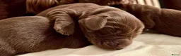 Sussex Spaniel dogs for sale: Sussex Spaniel Puppies Ready  in Pwllheli - Advert 16