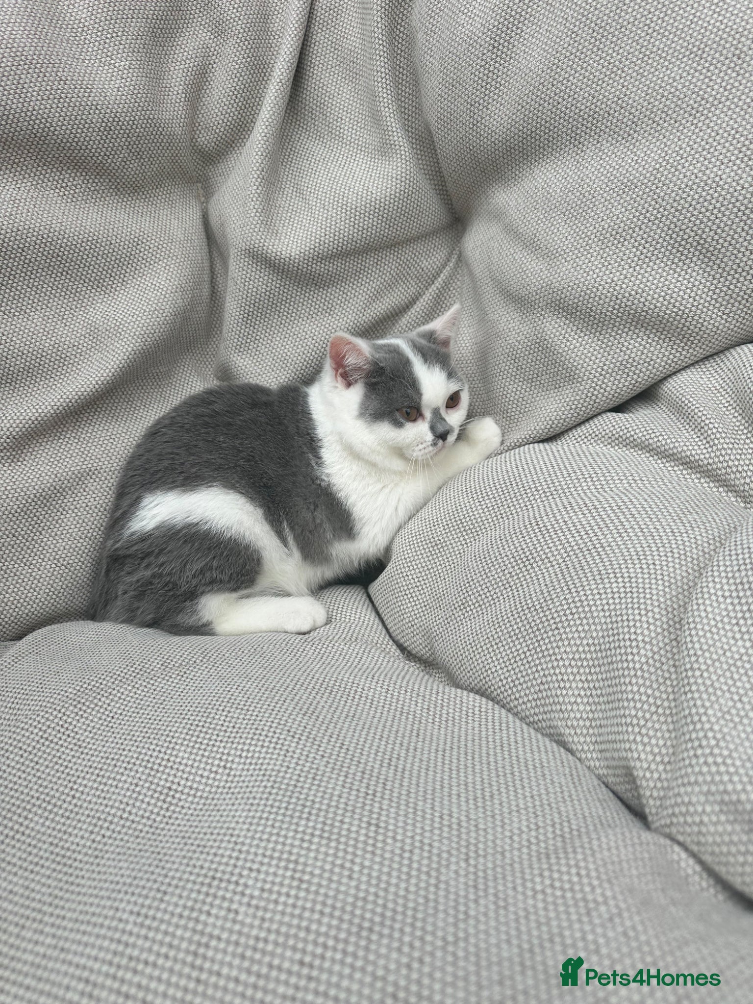 British Shorthair cats British Shorthair Chunky Kittens🐼🐼🐼 - Advert 2