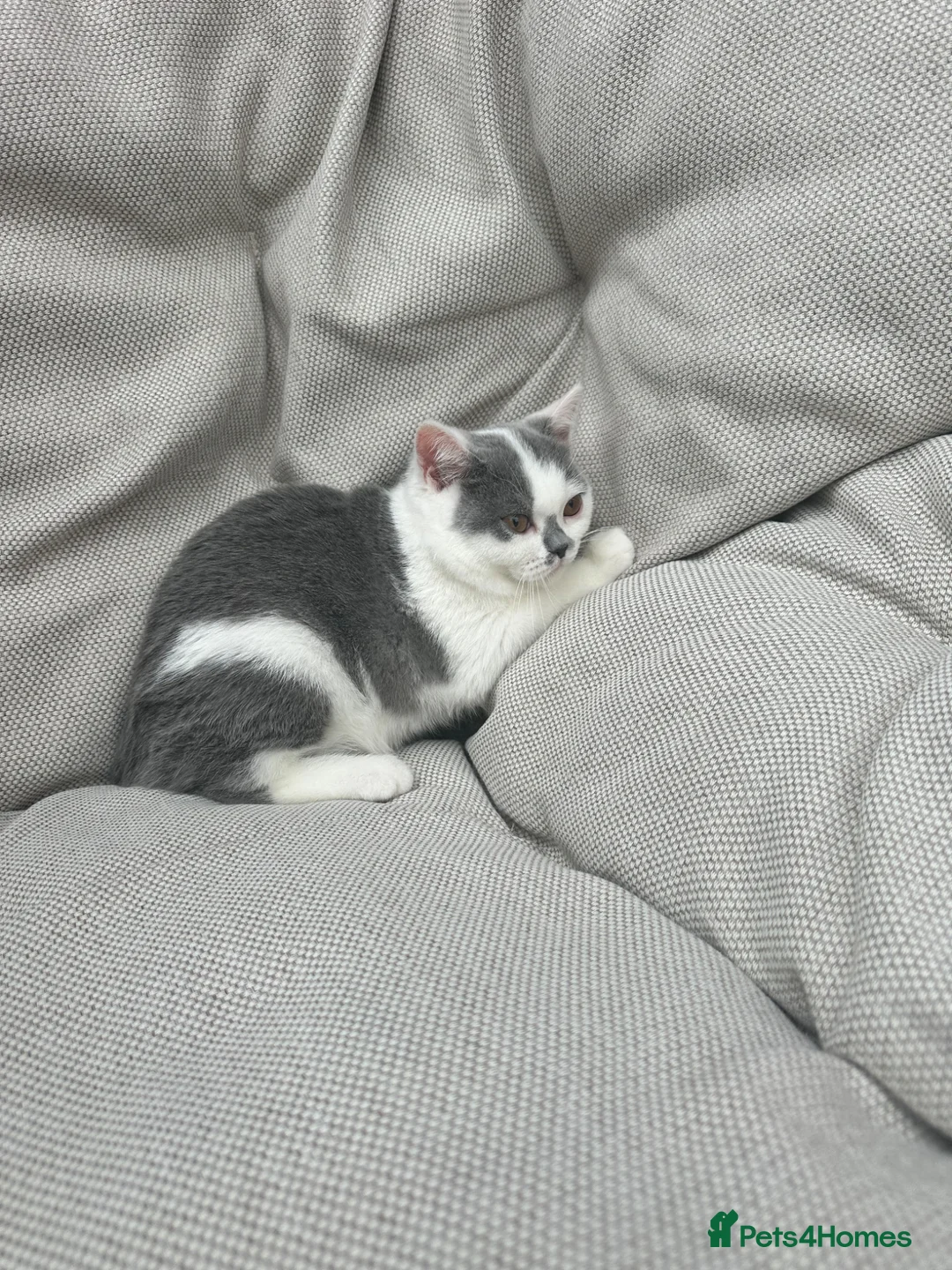 British Shorthair cats for sale: British Shorthair Chunky Kittens🐼🐼🐼 - Advert 2