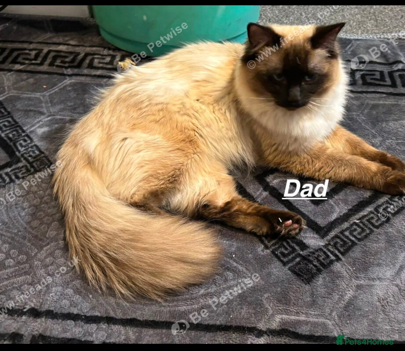 Ragdoll cats for sale: Ragdolls  - Advert 3
