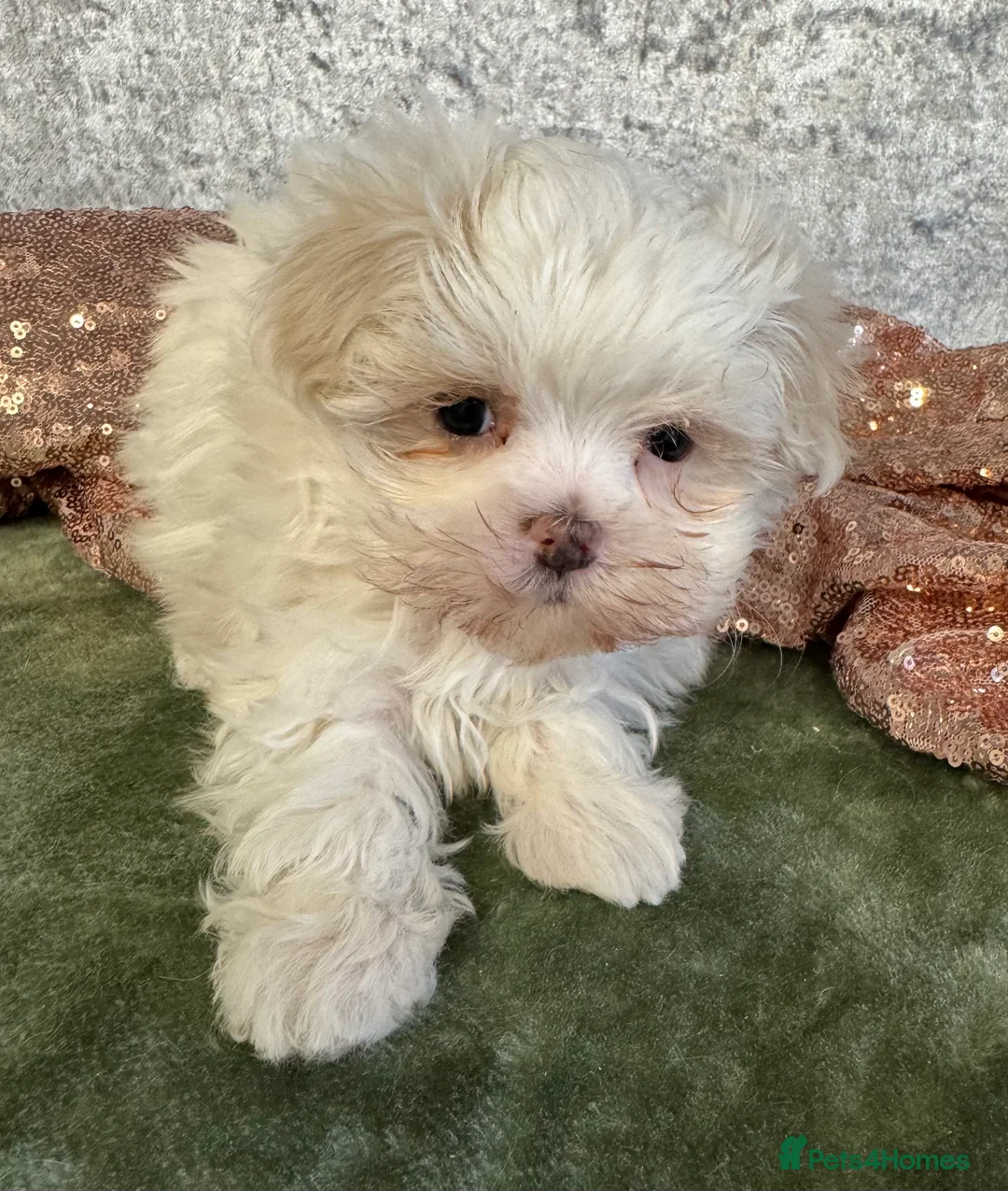 Maltipoo dogs for sale: Tiny f1b maltipoos  - Advert 13