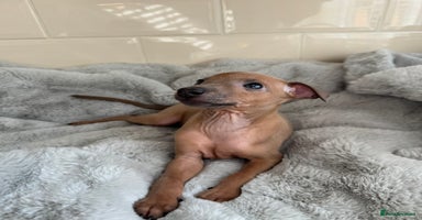 Italian Greyhound dogs - Advert 10