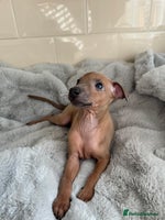 Italian Greyhound dogs - Advert 1