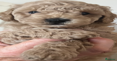 Poochon dogs - Advert 12