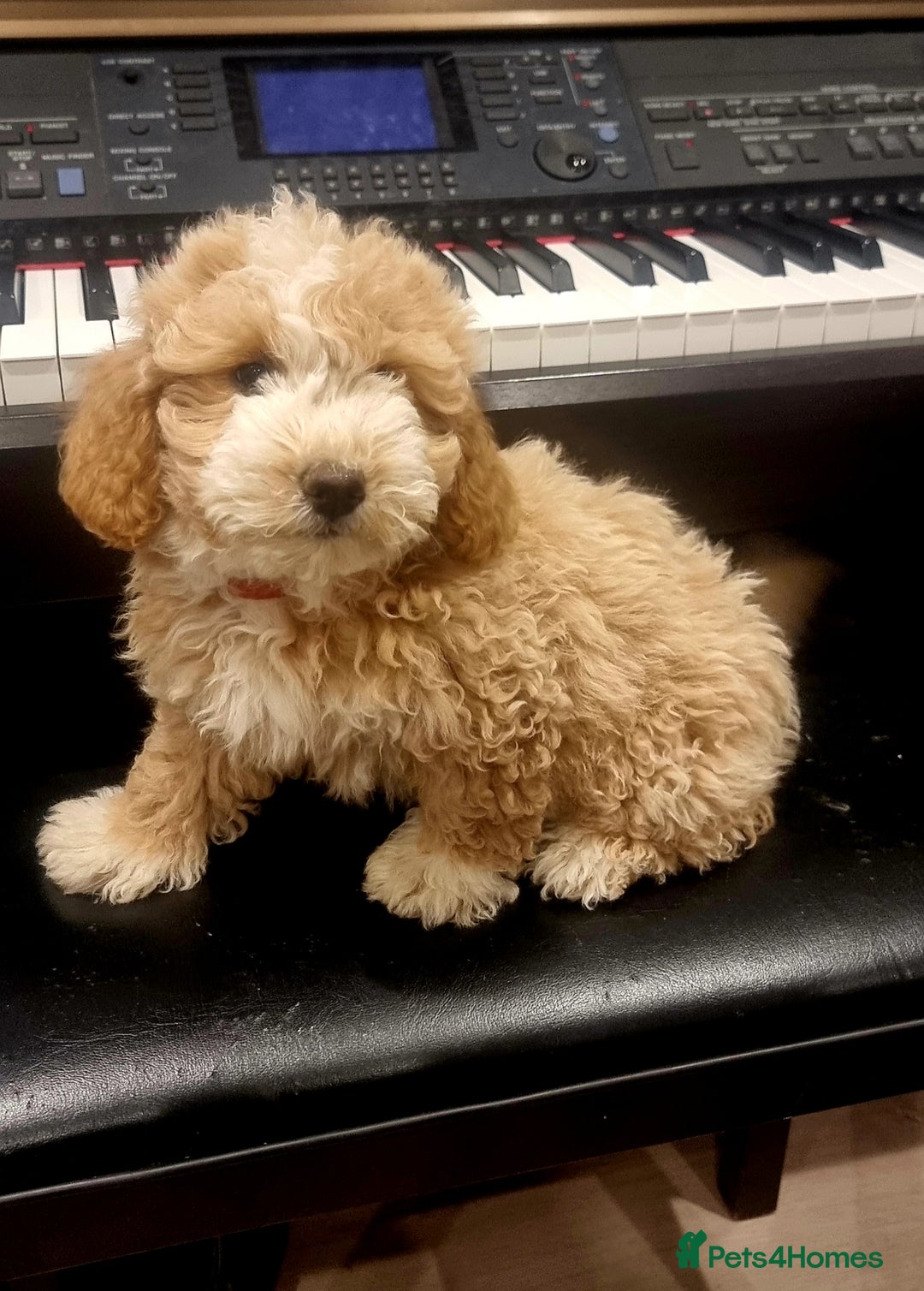 Maltipoo dogs for sale: Green boy - Male - Beautiful Maltipoochon girl ready 4 her 4ever home - Image 4