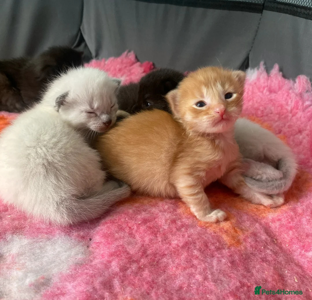 Mixed Breed cats for sale: 6 stunning kittens  - Advert 2