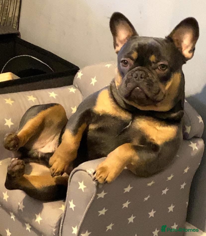 French Bulldog dogs Family Frenchie for Stud  - Advert 1