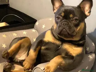 French Bulldog dogs Family Frenchie for Stud - Advert 1