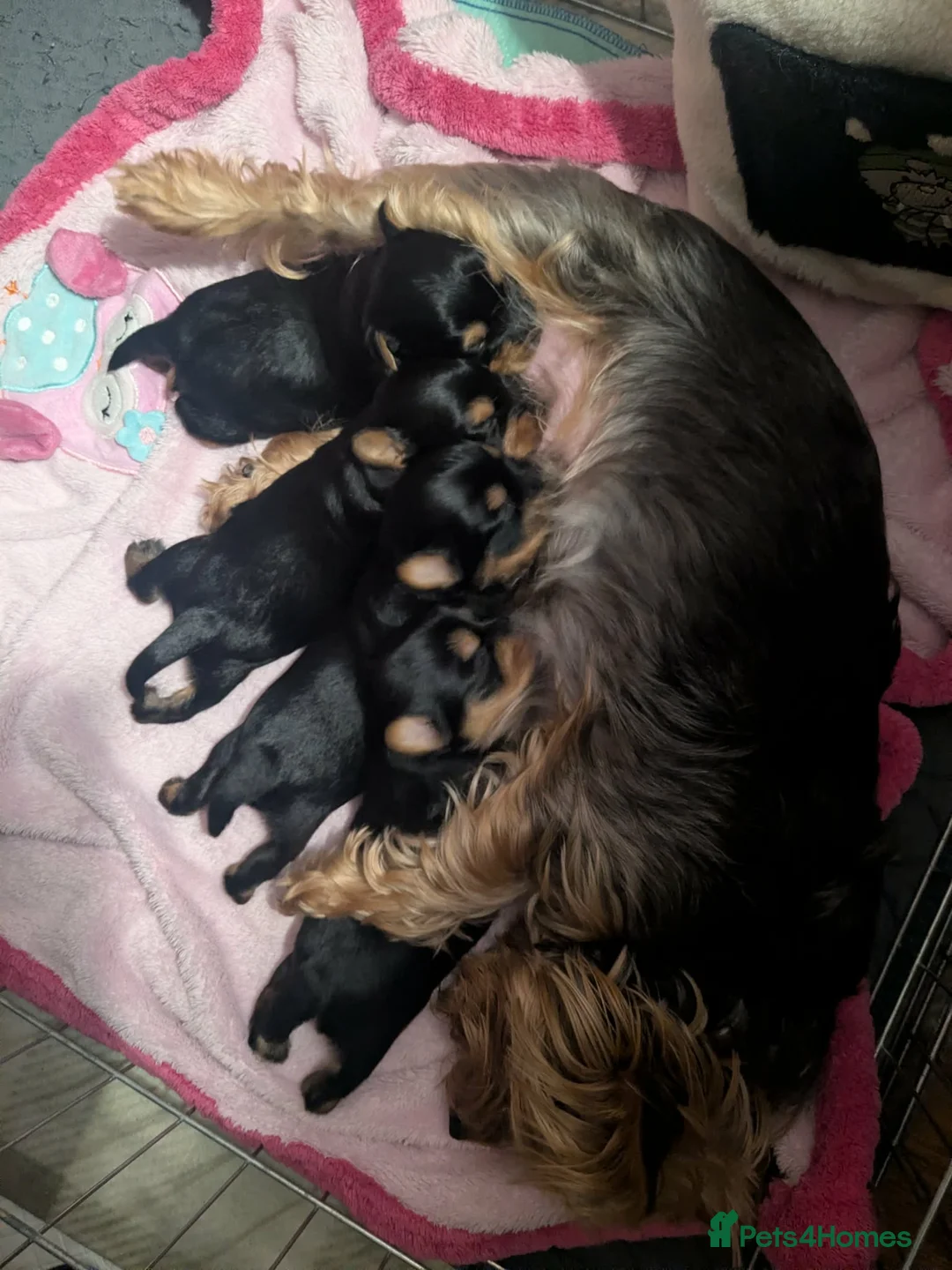 Yorkshire Terrier dogs for sale: 4 puppies for sale! - Advert 11