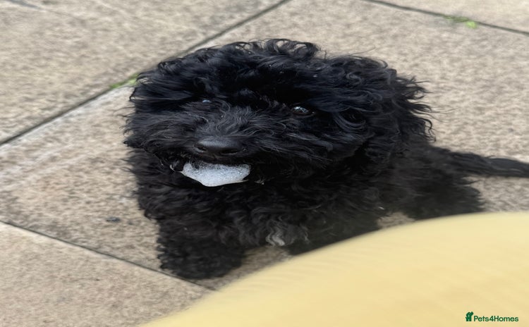 Toy Poodle dogs - Advert 1