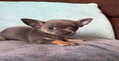 Chihuahua dogs - Advert 2