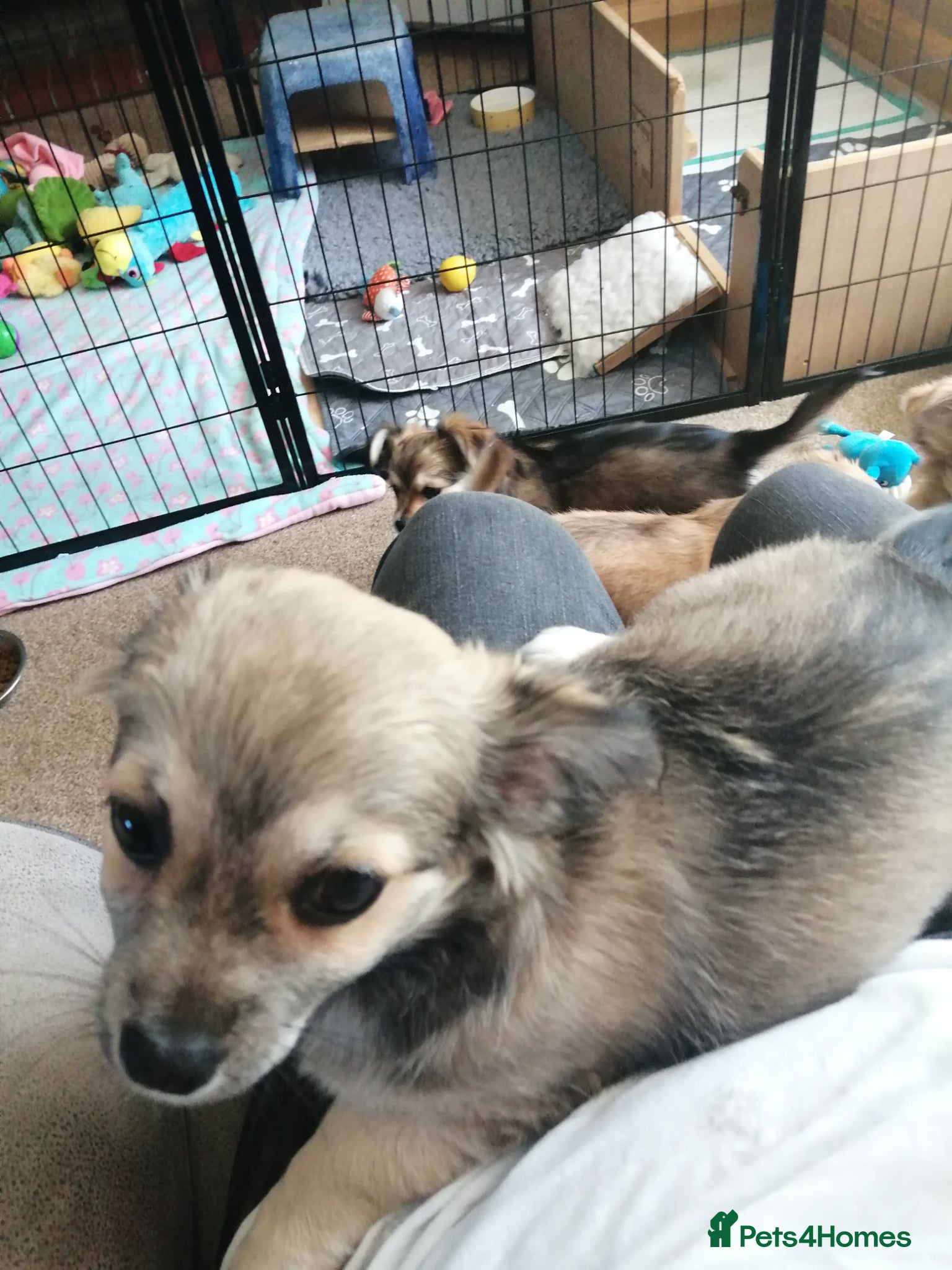 Chihuahua dogs for sale: Chihuahua puppy  in Okehampton - Advert 12