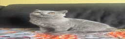 Scottish Fold cats for sale: Sccotish fold for sale - Advert 11