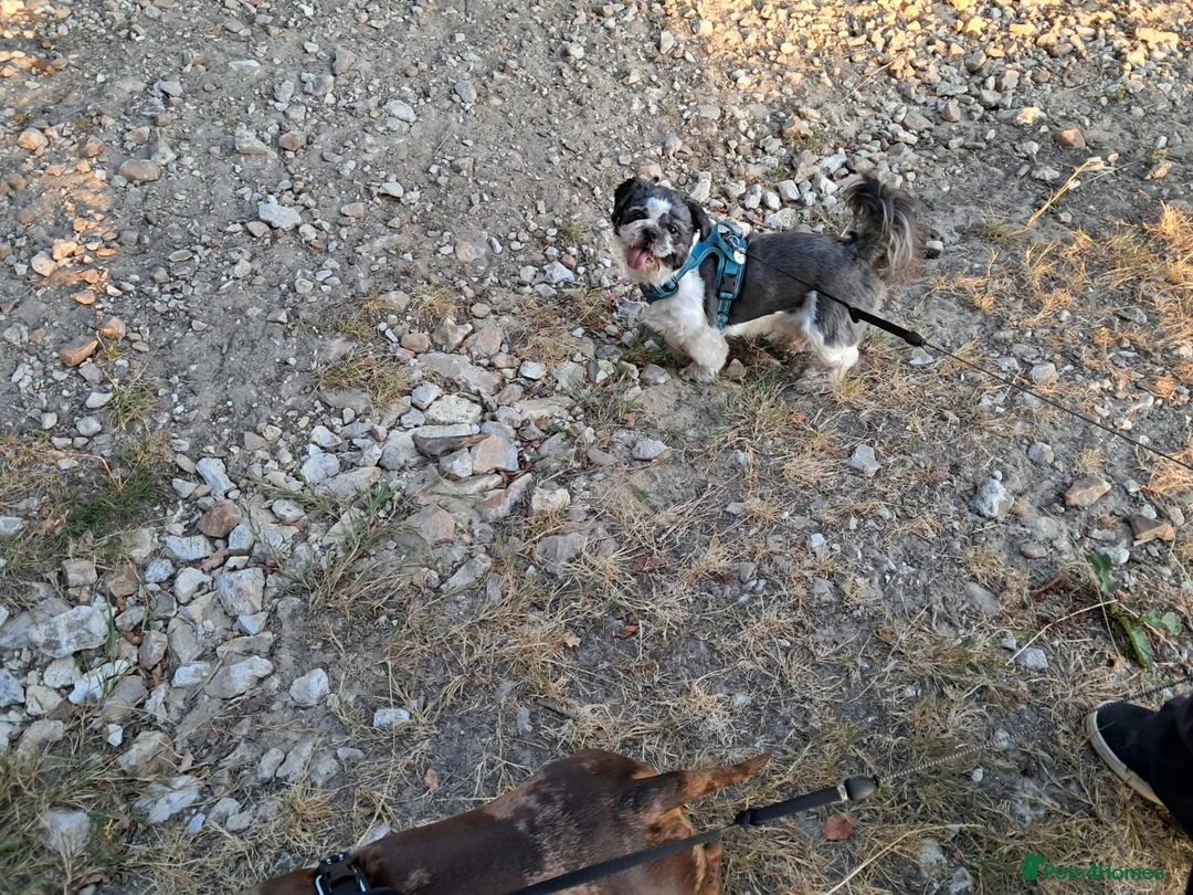 Shih Tzu dogs for sale: 2 year old Shih zhu - Advert 3