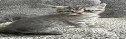 British Shorthair cats for sale: Lilac silver tabby kitten s  - Advert 5