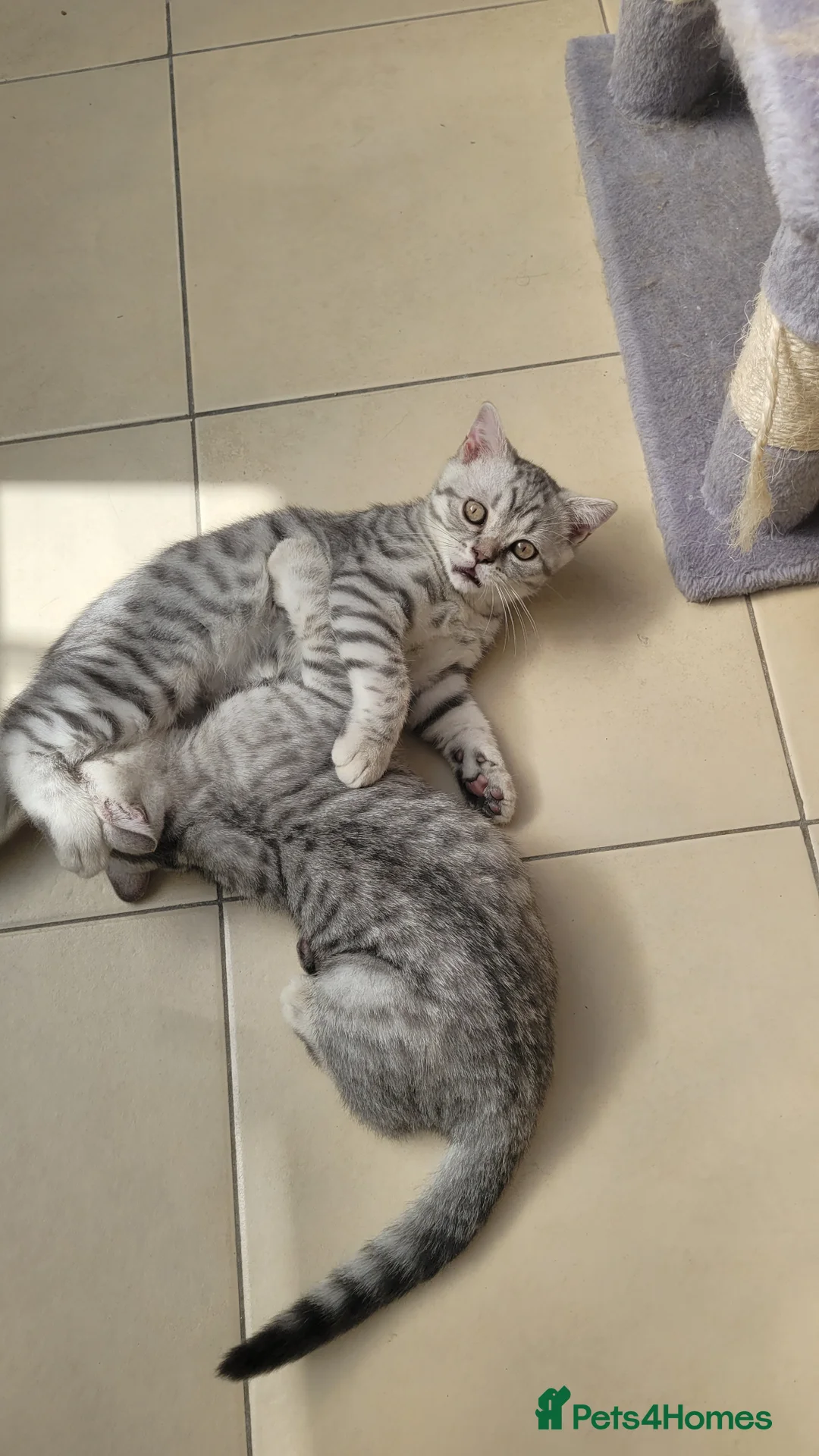 British Shorthair cats for sale: British shorthair kittens  - Advert 2