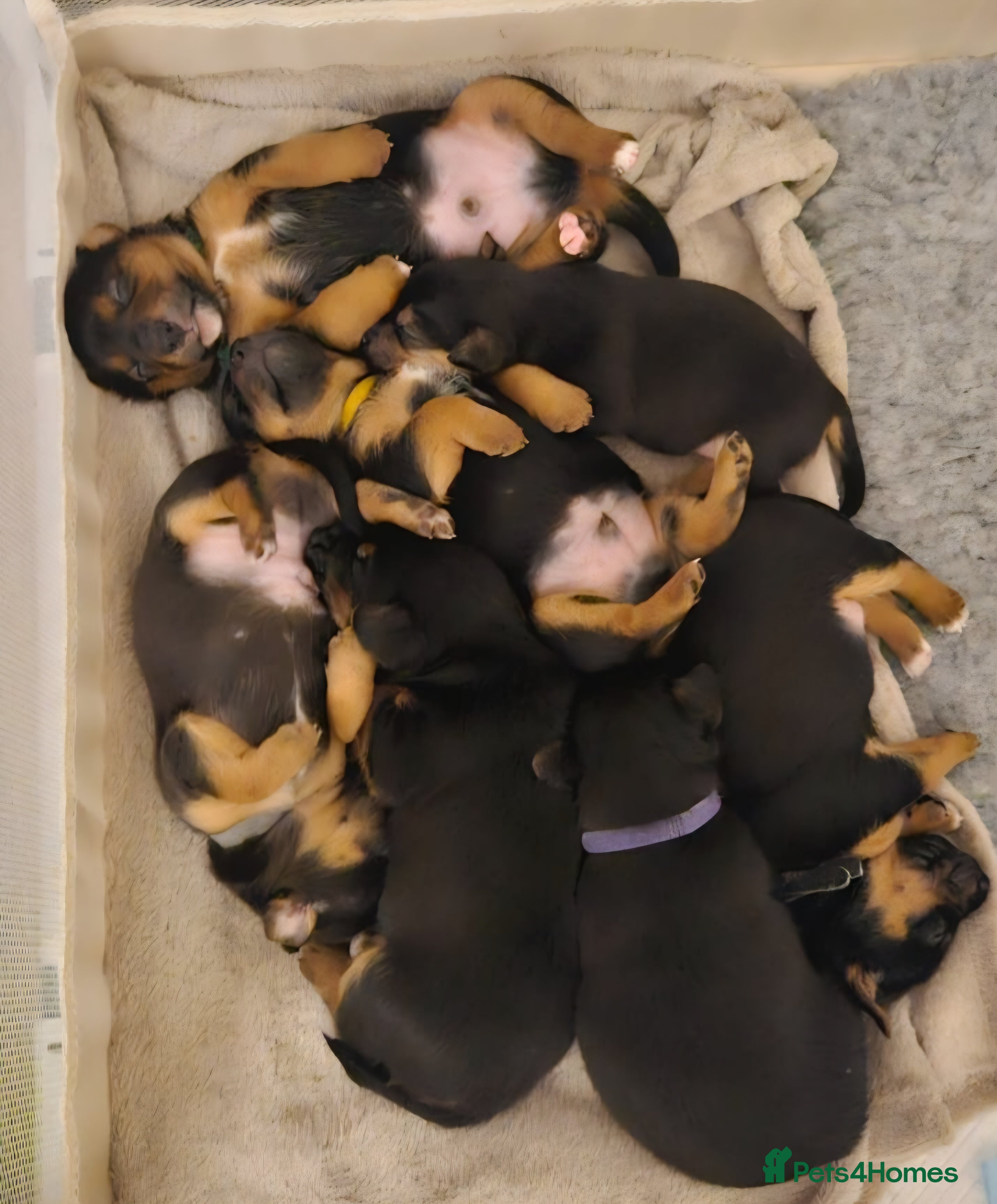 Jack Russell dogs Gorgeous Chunky Jack Russell Pups for sale - Advert 2