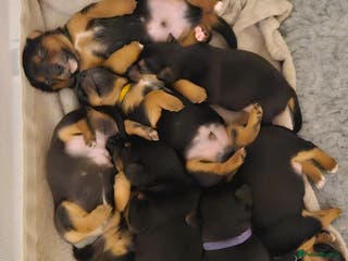 Jack Russell dogs Gorgeous Chunky Jack Russell Pups for sale - Advert 4