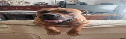 Boerboel dogs for stud: Boerboel male for stud - Advert 9