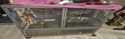 Rat rodents for sale: 2 female rats for sale - Advert 6