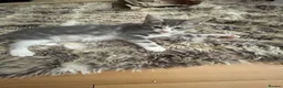 Mixed Breed cats for sale: Fluffy babies - Advert 7