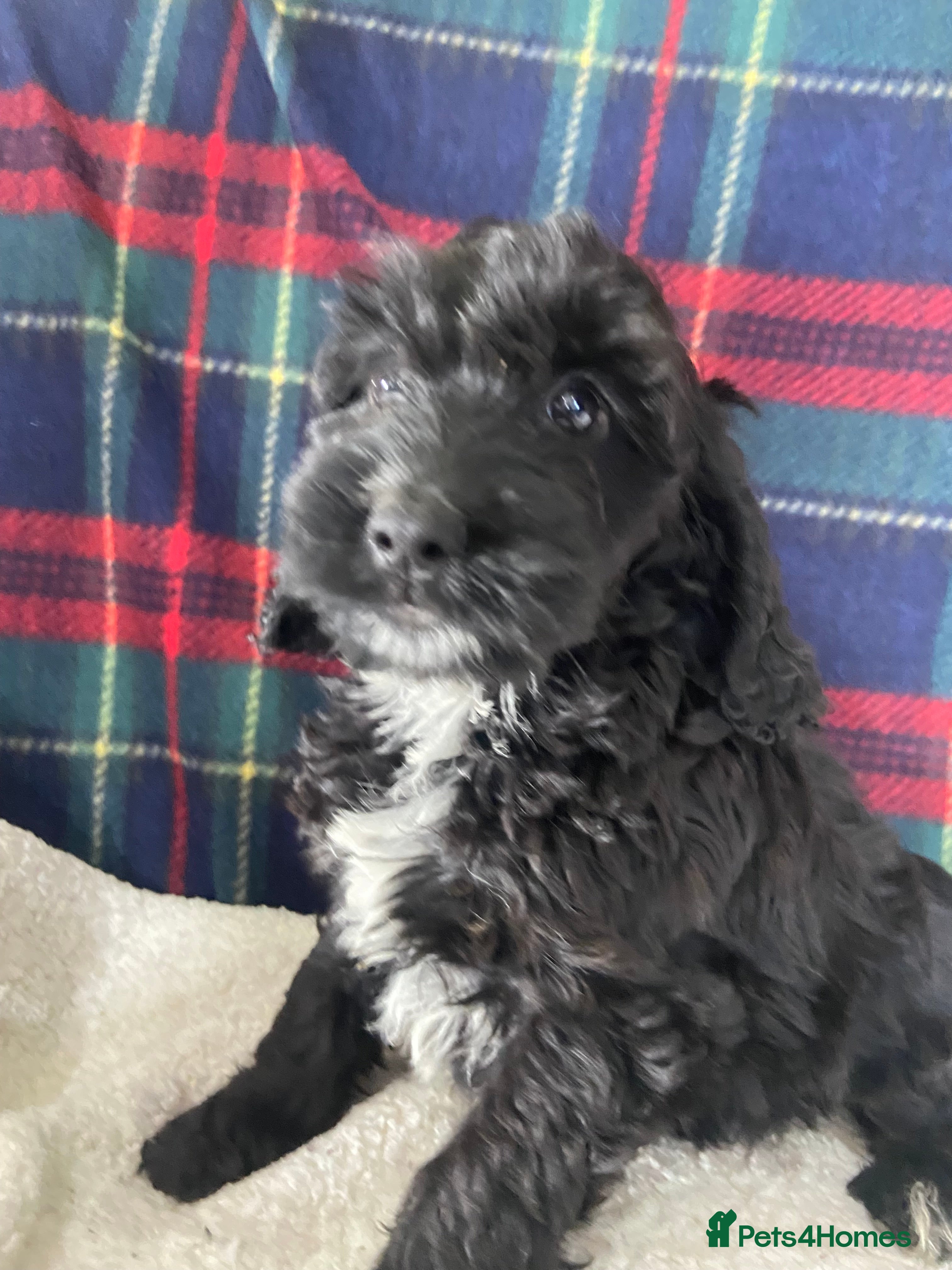 Cockapoo dogs F1  jet black girls  - Advert 18