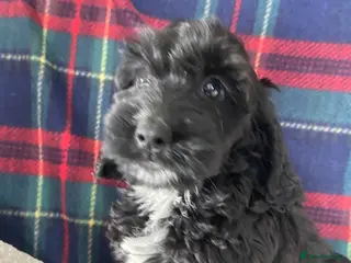 Cockapoo dogs F1 jet black girls - Advert 18