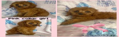 Cavapoo 4