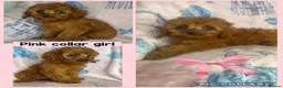 Cavapoo dogs for sale: Health clear Toy Cavapoos ready now - Advert 10